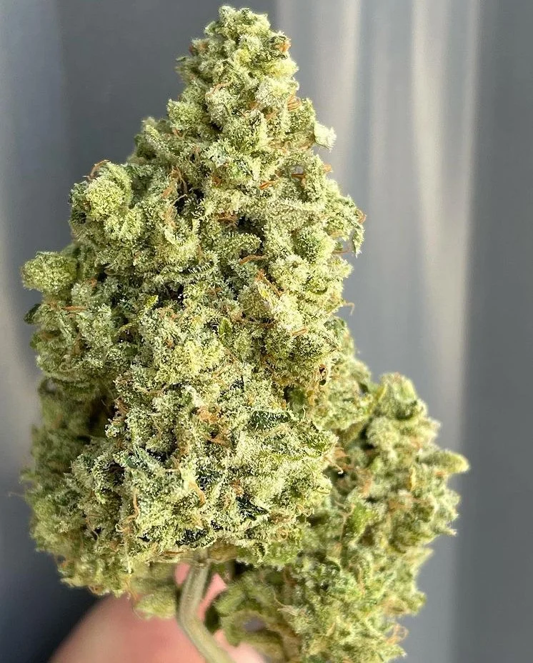 Slice (Cali-O x Skunk)