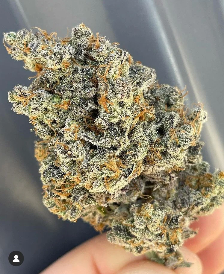 G13 x Hashplant