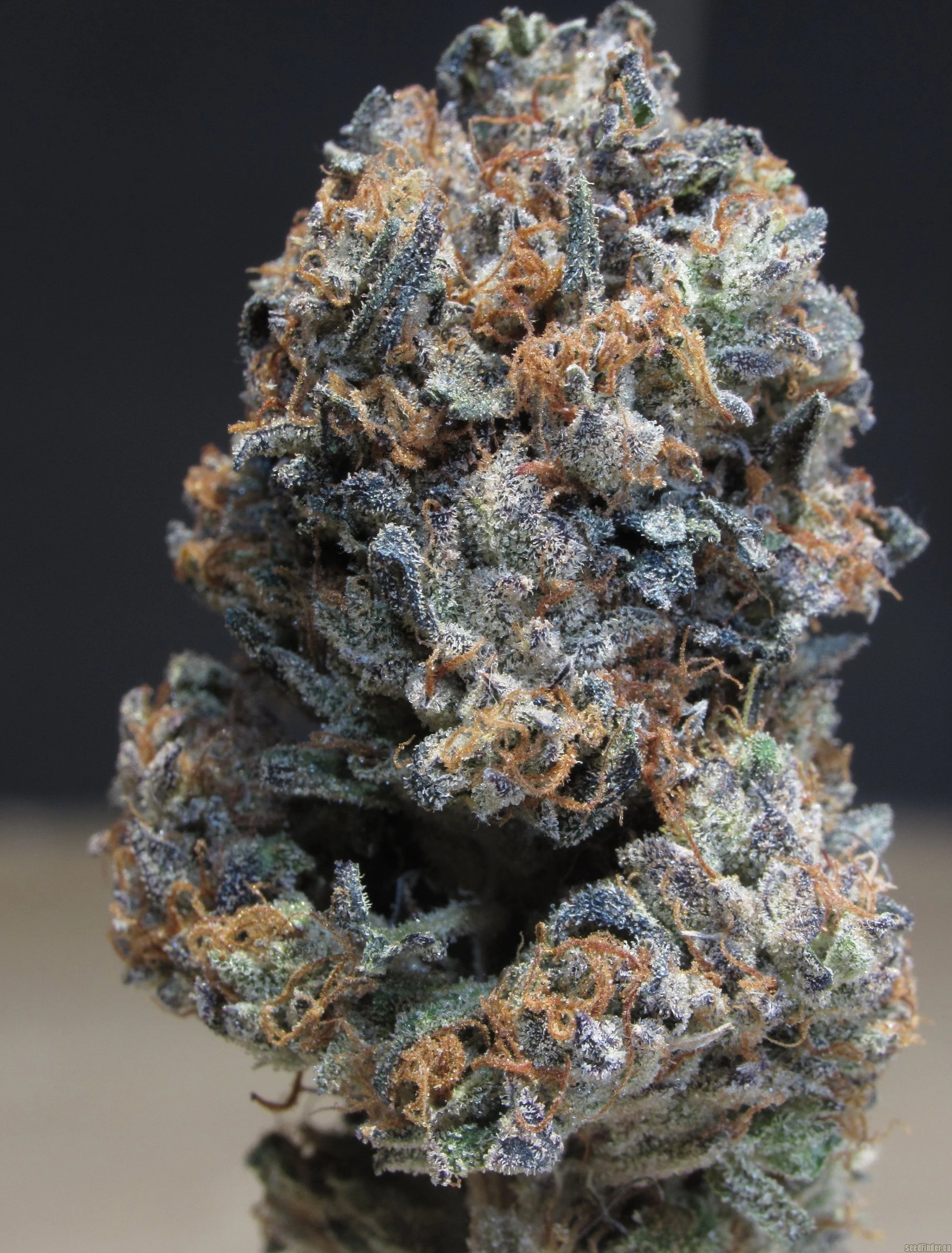 4 King's OG strain flower grown by Lucky Dog Cannabis Co, Bozeman MT dispensary