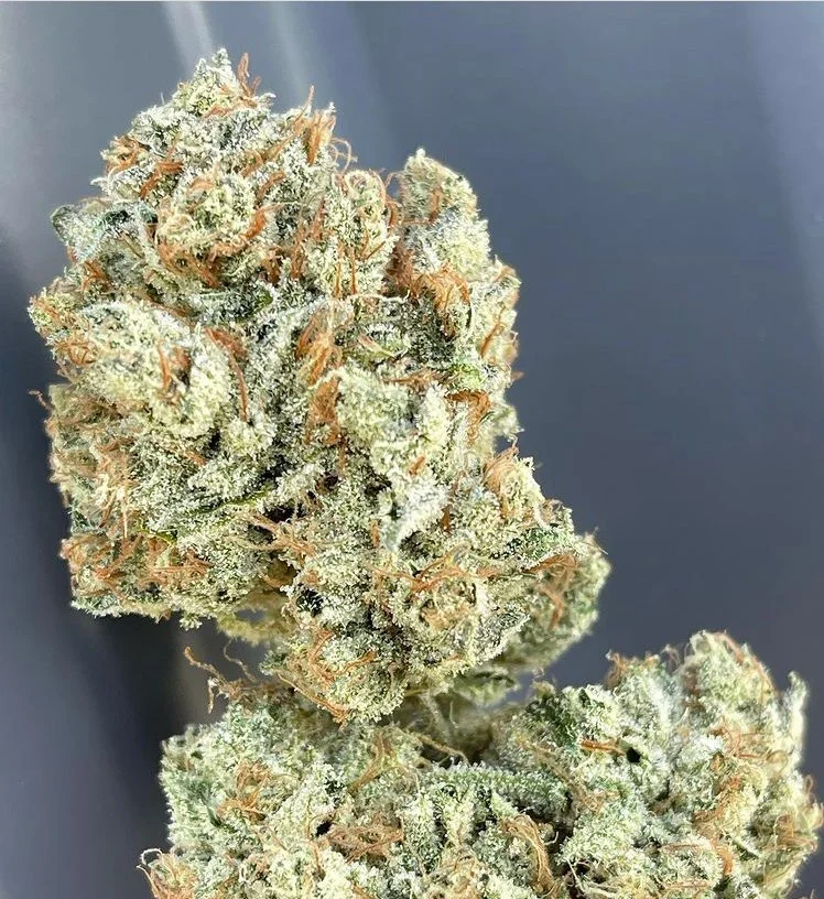 Goji OG (Nepali OG x Snow Lotus)